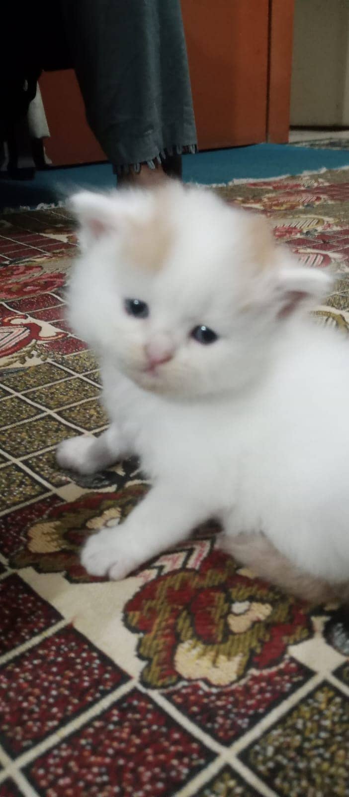 Kittens for sale 1