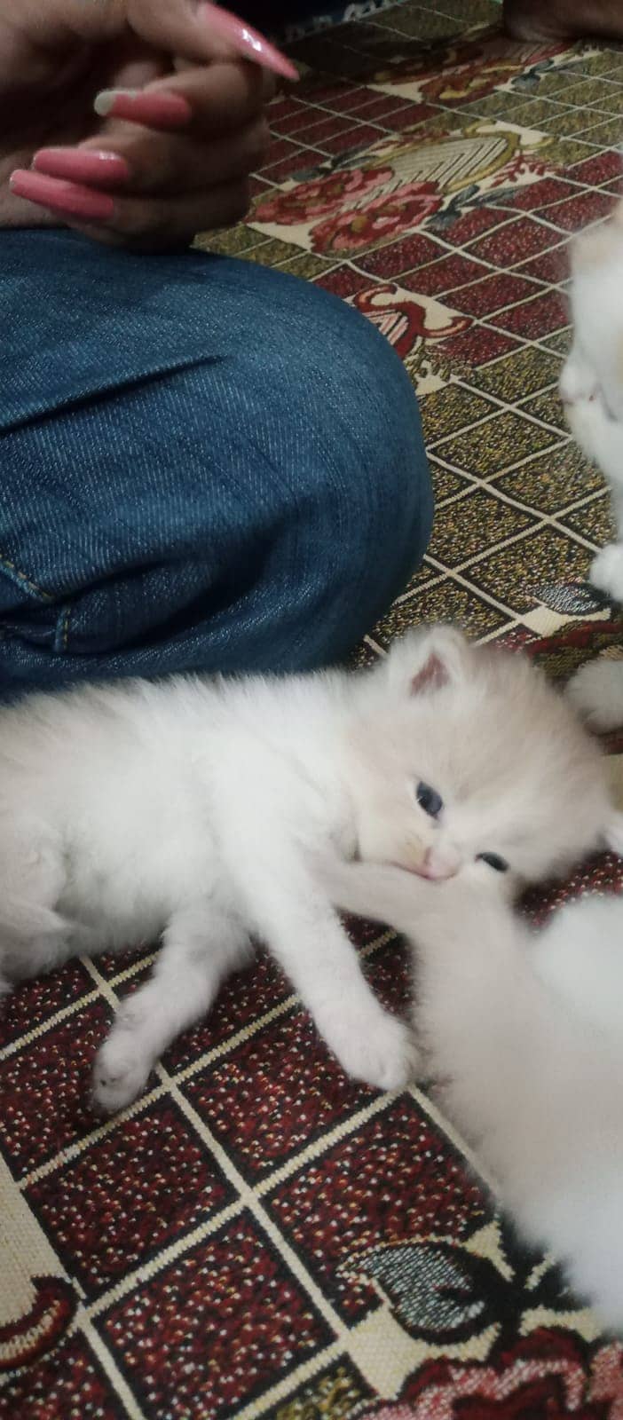 Kittens for sale 4