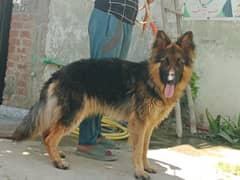 jerman shepherd dog 15 month