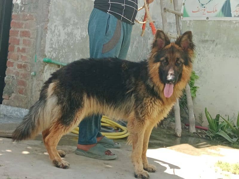 jerman shepherd dog 15 month 0