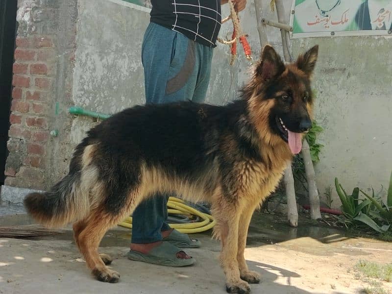 jerman shepherd dog 15 month 2