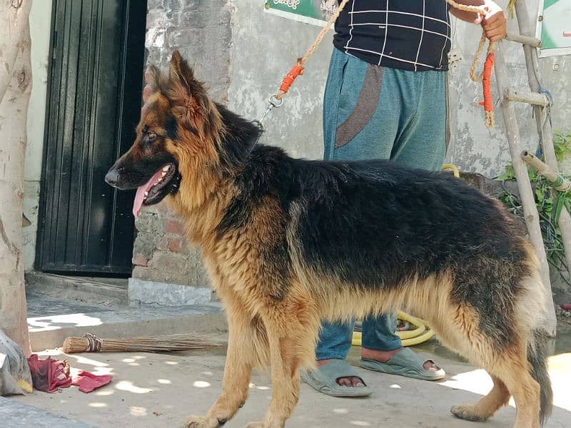 jerman shepherd dog 15 month 3