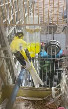 canari male available for sale 03193275735