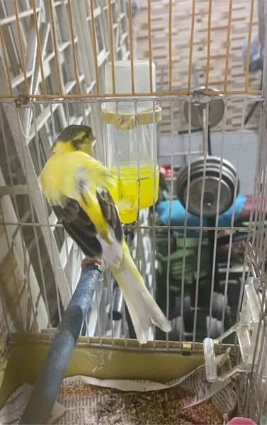 canari male available for sale 03193275735 0