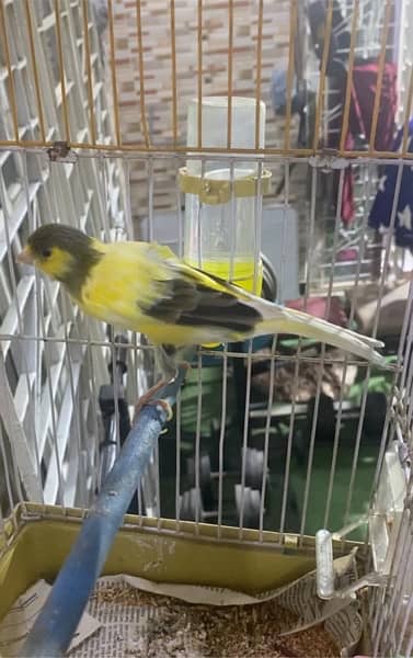 canari male available for sale 03193275735 2