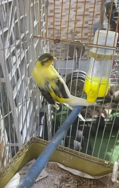 canari male available for sale 03193275735 3