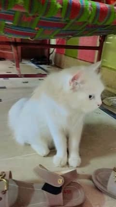 Pair of persian cats for sell