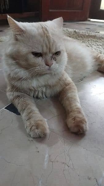 Pair of persian cats for sell 3