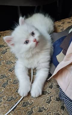 Persian Cats For Sell