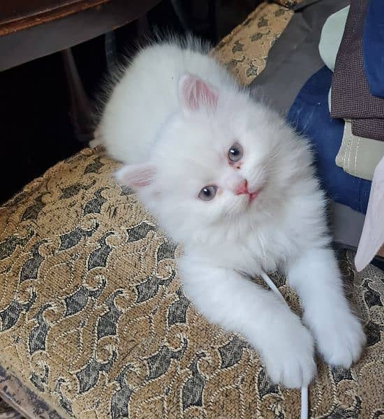 Persian Cats For Sell 1