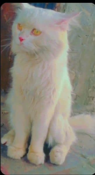 Persian beautiful Cat name leo . 0