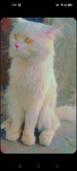 Persian beautiful Cat name leo . 1