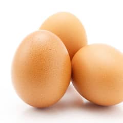 paper white breder pair musha khajori egg laying hen