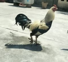 chicken and rooster for sale