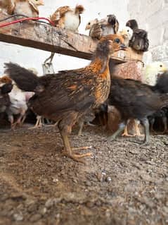 golden Misri chicks age 30 days per pice 220
