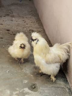 Silky Hens Pair For Sale