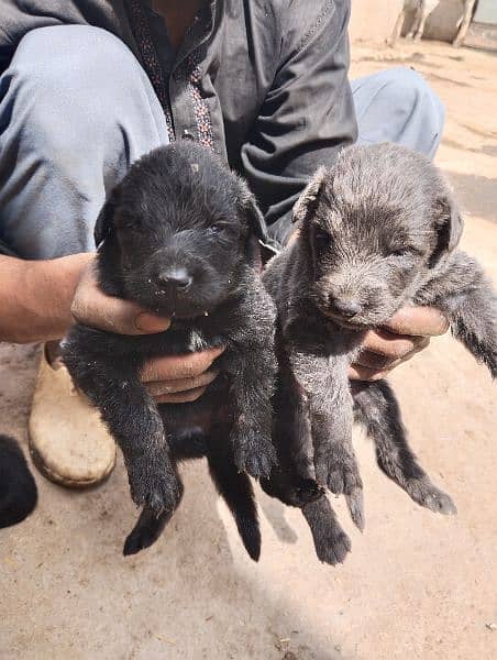 25 days old German Shepherd puppies available 1