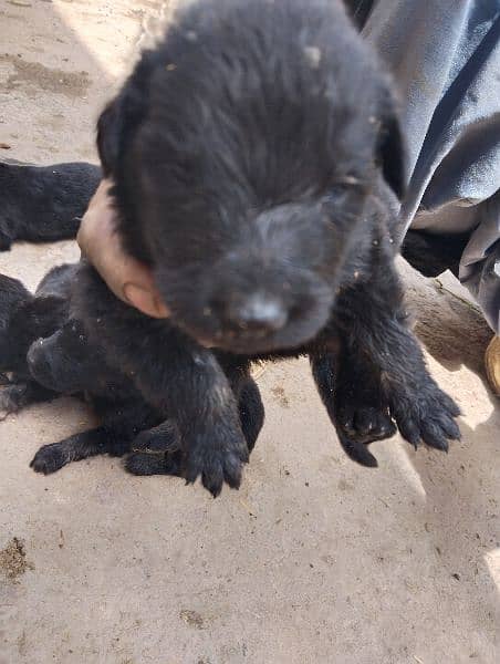 25 days old German Shepherd puppies available 3