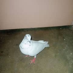 Pigeon 0