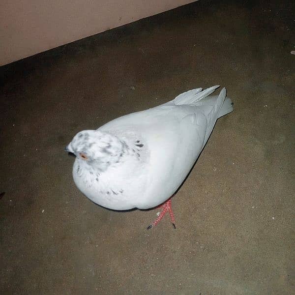 Pigeon 1