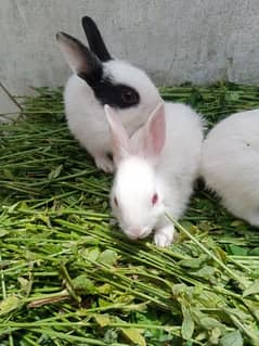 Baby Rabbits for sale 0