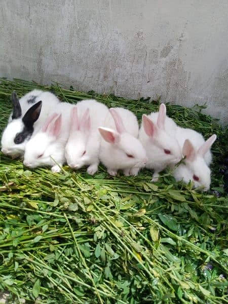 Baby Rabbits for sale 1