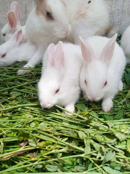 Baby Rabbits for sale 2