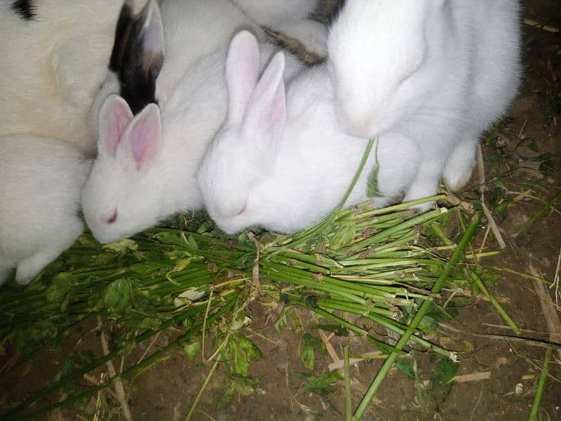 Baby Rabbits for sale 3