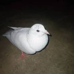 pigeon