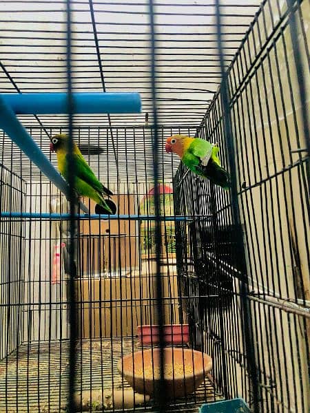 2 breeder pair green fisher  x  yellow chest. and green fisher 6