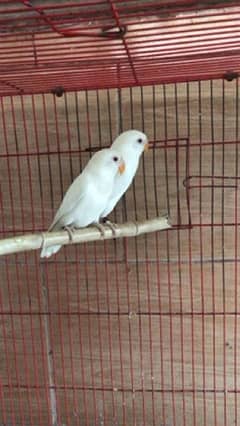 albino red eyes age 4  month plus for sale need money 0