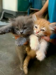 Persian kittens pair tripple coated 0