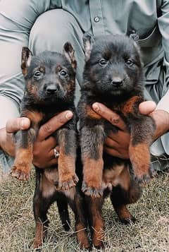 Black German Shepherd | German Shepherd Dog | Long Coat Puppies