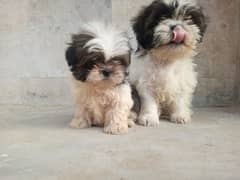 two male dogs for sale