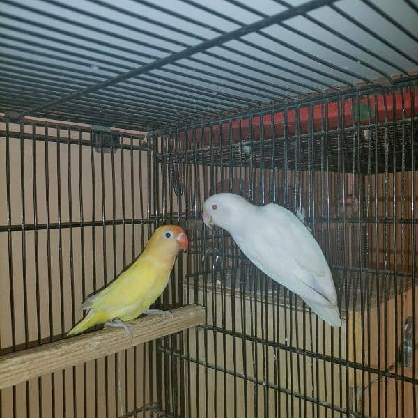 Breeder paire, Decino and albino red eye pair 0
