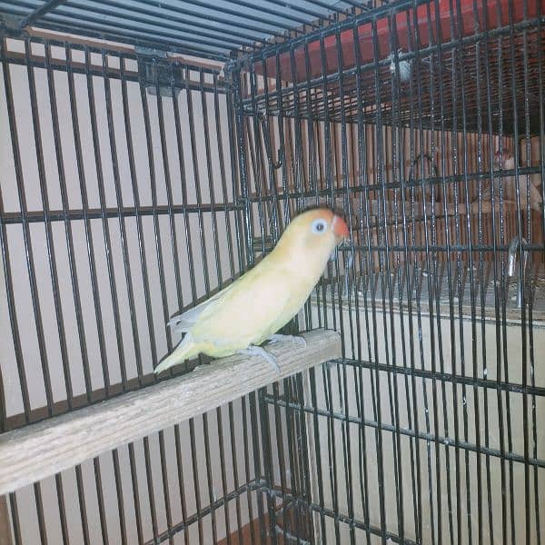 Breeder paire, Decino and albino red eye pair 2