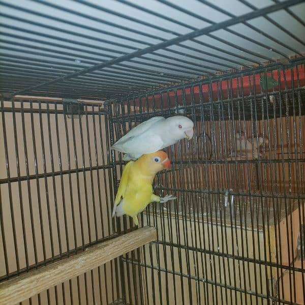 Breeder paire, Decino and albino red eye pair 4