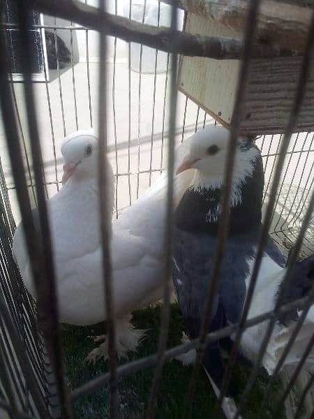laka pigeons 3