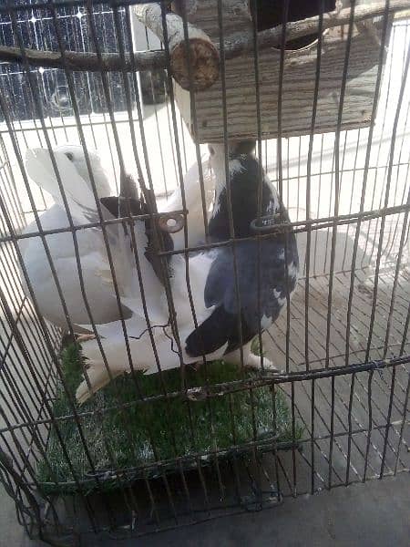 laka pigeons 4