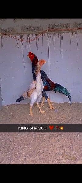 o shamo chicks and breeder 1