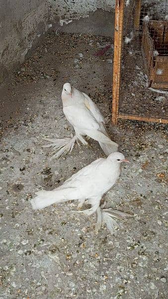 Gubara kabootar poter pegion fancy kabootar for sale white pegions 8