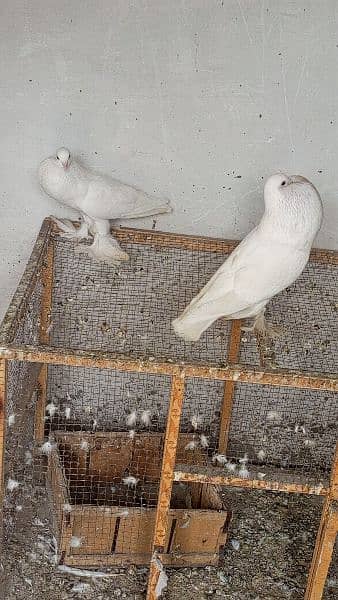 Gubara kabootar poter pegion fancy kabootar for sale white pegions 9