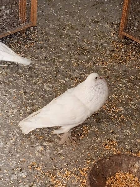 Gubara kabootar poter pegion fancy kabootar for sale white pegions 13