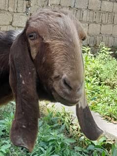 shera pure pothohari betal goat