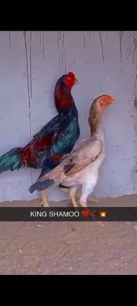 o shamo chicks and breeder 0