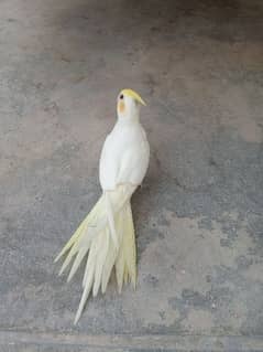 Cocktail hand tame breeder pathy for sale at whole sale rate 0