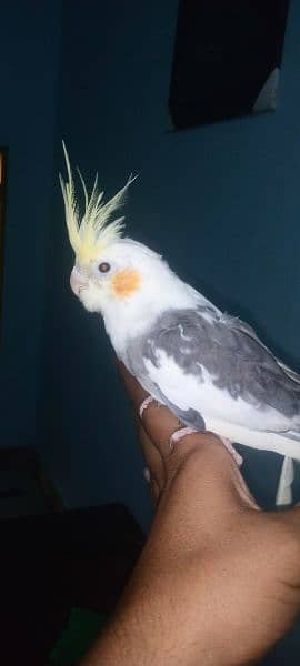 Cocktail hand tame breeder pathy for sale at whole sale rate 1