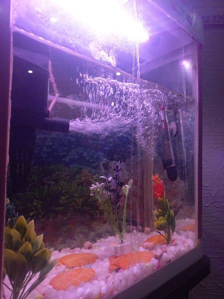 Fish Aquarium with All Necessary Accessories. 3