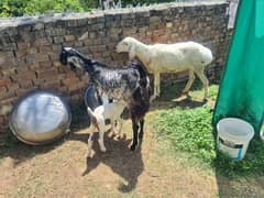 Machine cheni bital goat with female baby n pure turkey female Sheep