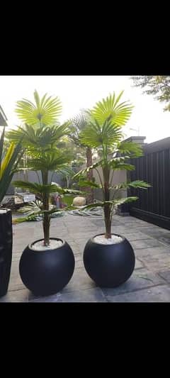 palm plants with Planter
